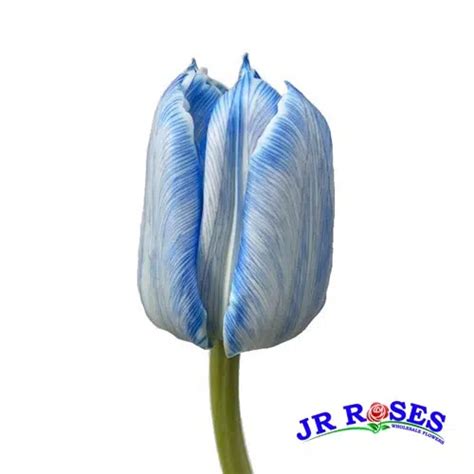 Blue Dyed Tulips 150 Blooms - buy wholesale flowers - JR Roses