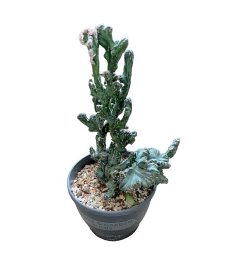 Euphorbia Neriifolia Var Cristata