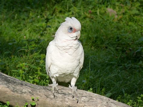 19 Cacatoès Corella Cacatua Sanguinea Little Corella Flickr