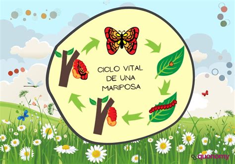 Ciclo Vital De Una Mariposa Para Ni Os C Mo Es Su Metamorfosis