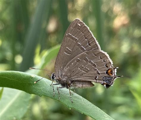 Banded Hairstreak From Burlington Rd Kansasville Wi Us On July