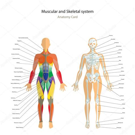 Female skeleton with muscles | Anatomy guide. Female skeleton and ...