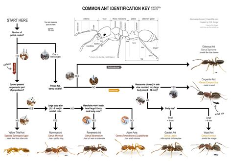 Wood Ant Identification Uk at Jill Deleon blog