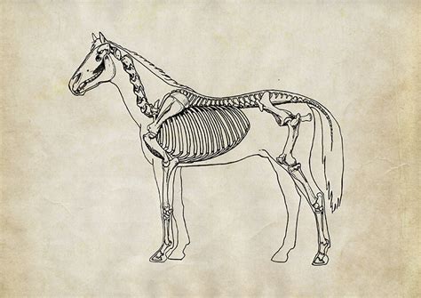 Anatomy of a horse on Behance