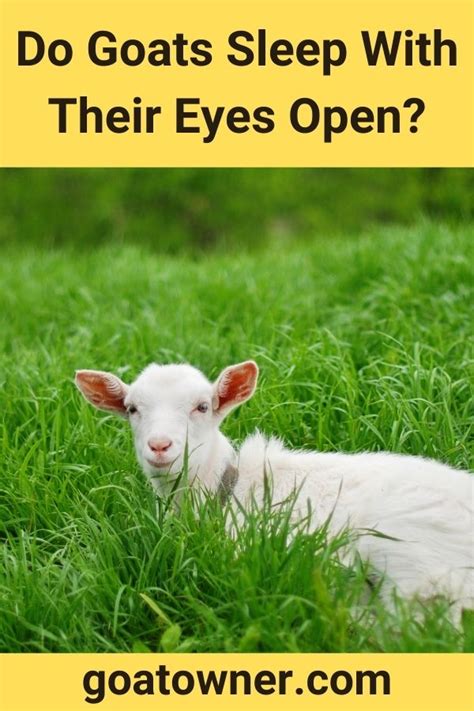 Do Goats Sleep With Their Eyes Open Answered Goat Owner