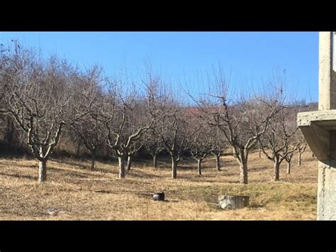 Tratamente La Pomii Fructiferi Dup T Ieri Primele Doua Tratamente