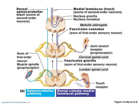 Medial Lemniscus Spinal Cord