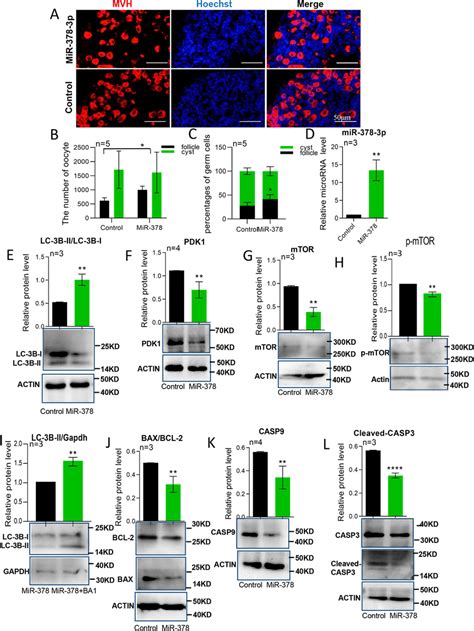 Mir P Overexpression Induces Autophagy And Inhibits Apoptosis A