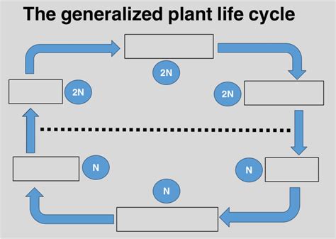 Biol 3532 The Generalized Plant Life Cycle Diagram Quizlet