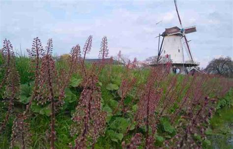 Farfaraccio Petasites hibridus Caratteristiche e proprietà