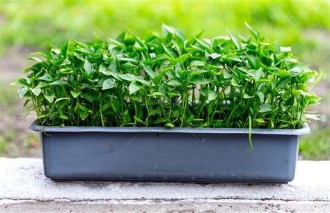 Cultivate Pepper Seedlings Picture And HD Photos | Free Download On Lovepik