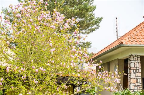 Bloom Flower Apricot Tree Apricot Tree Flowers With Focus Spring Pink