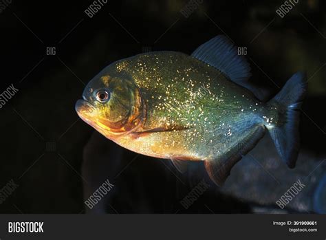 Red Bellied Piranha Image & Photo (Free Trial) | Bigstock