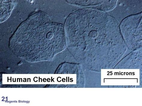 Magnification And Microscopes Ppt