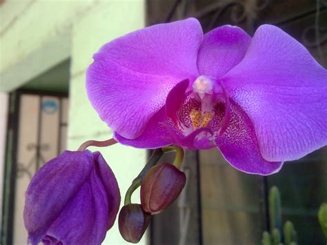 Flores y plantas Hermosas: Orquideas