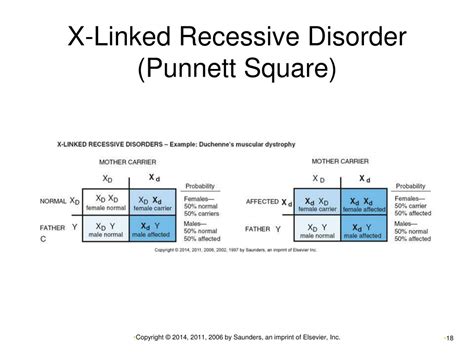 Fragile X Syndrome Punnett Square