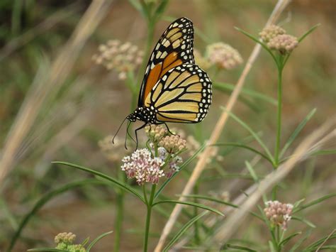 15 Million Milkweed for Monarchs - River Partners