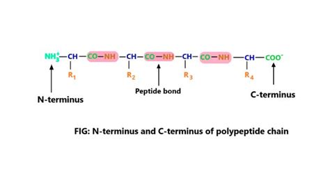 N Terminus And C Terminus In Protein ScienceQuery