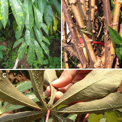 Cassava Brown Streak Disease Cbsd Symptoms On Storage Roots And Stems