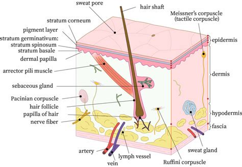 Integumentary System Skin Layers