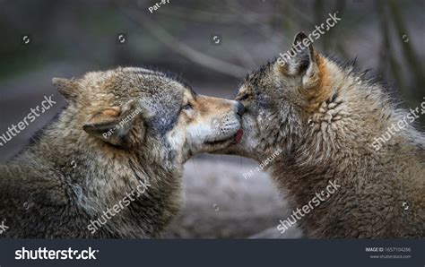 7,940 Grey Wolf Pack Images, Stock Photos & Vectors | Shutterstock