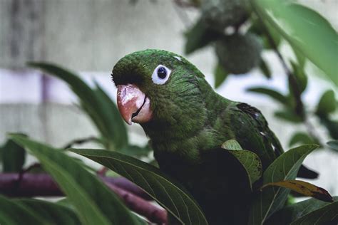 Top Green Parrot Hd Wallpapers Full Hd K Free To Use