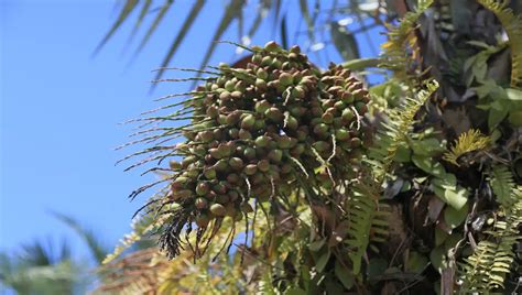 Fruto T Pico Da Caatinga Brasileira Conhe A O Licuri Syagrus Coronata