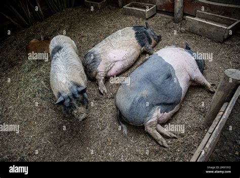 Pot Belly Pigs Hi Res Stock Photography And Images Alamy