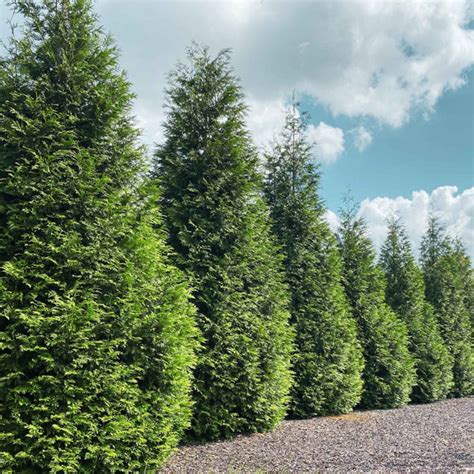 Privacy Trees - The Best Fast Growing Evergreen Trees Available