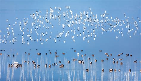 【习声回响】深怀敬畏之心 为后代留大美湿地 湖北文明网