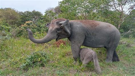 Dalam Dua Pekan Bayi Gajah Sumatera Lahir Di Taman Nasional Way