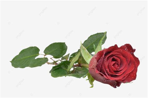 Red Rose Lying Down Red Rose Water Drops Anniversary Lying Png