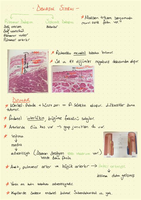 Solution Dolasim Sistemi Histolojisi Studypool