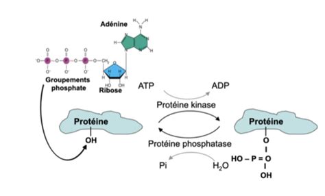 Chap Les Recepteurs Activit Tyrosine Kinase Cartes Quizlet