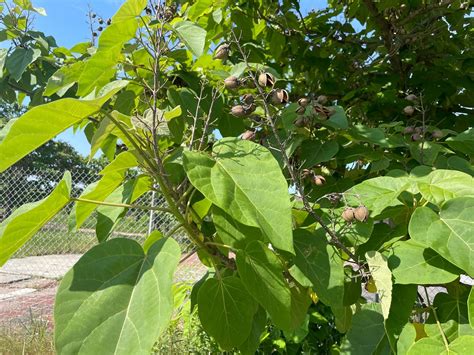 Are Empress Trees A Natural Pesticide Outlet Katutekno