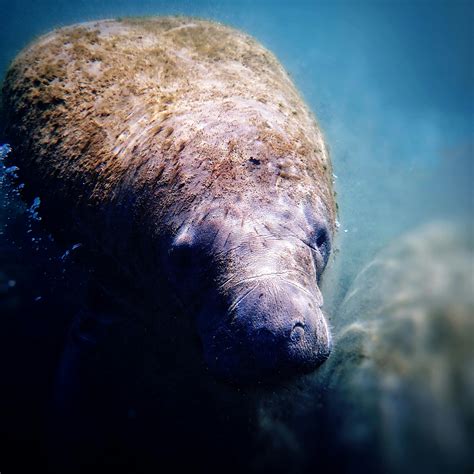 Manatee Photos, Download The BEST Free Manatee Stock Photos & HD Images