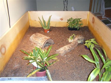 Indoor Enclosure Ideas | Russian Tortoise | Pinterest | Tortoise ...