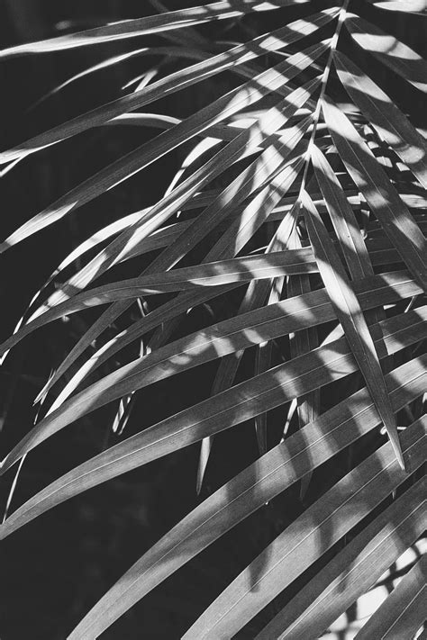 Leaves Bw Branches Plant HD Phone Wallpaper Peakpx