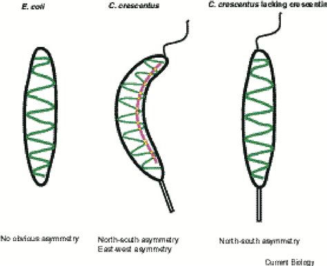 Bacterial Shape Concave Coiled Coils Curve Caulobacter Current Biology