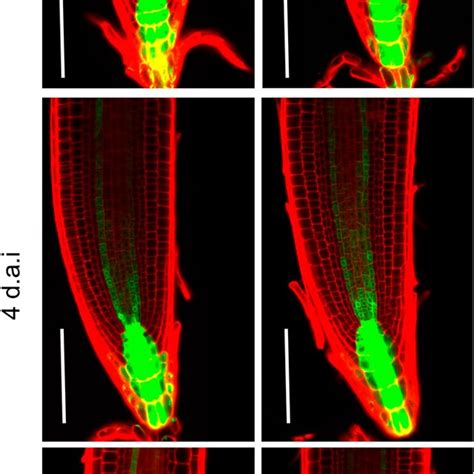 Auxin Inducible Marker Dr5gfp Expression Pattern In The Root Apical