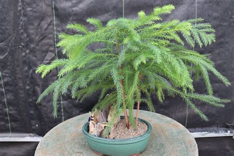 Norfolk Island Pine Bonsai Tree Landscape Scene Etsy