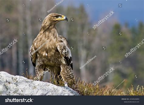 Aquila Nipalensis Stock Photos Images Photography Shutterstock