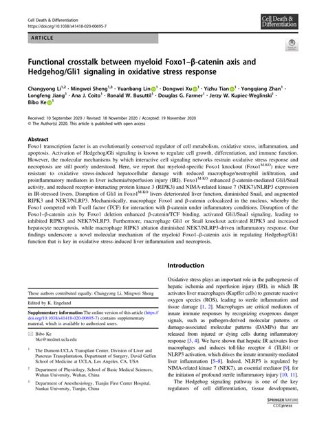 Pdf Functional Crosstalk Between Myeloid Foxo Catenin Axis And