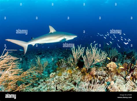 Shark Swimming Over A Tropical Coral Reef Stock Photo Alamy