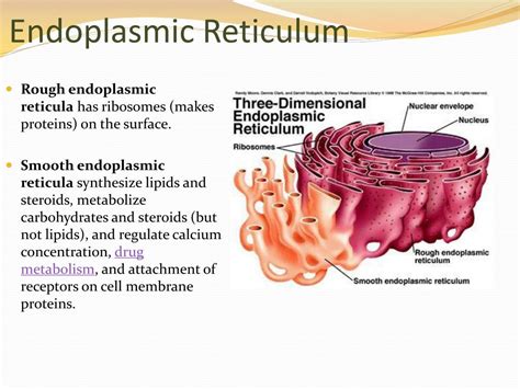 Endoplasmic Reticulum In Plant Cell