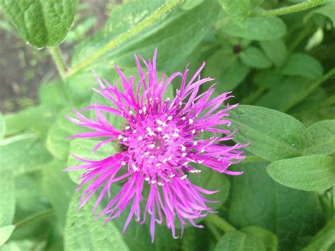 Bachelor Button Centaurea Montana Amethyst Dream Perennial Shrubs