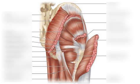 Posterior Hip Muscles Diagram | Quizlet