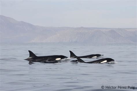 En El Golfo De California Las Especies Se Encargan De Seguirme