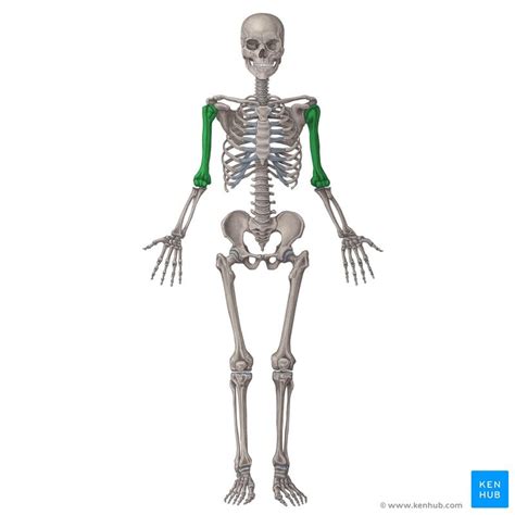 The Skeletal System Anterior Labelled Diagram Quizlet