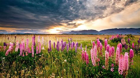 Sunset Scenery Lupine Flowers Meadow Field Mountains Dark Clouds Field